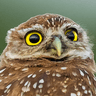 Hoot
